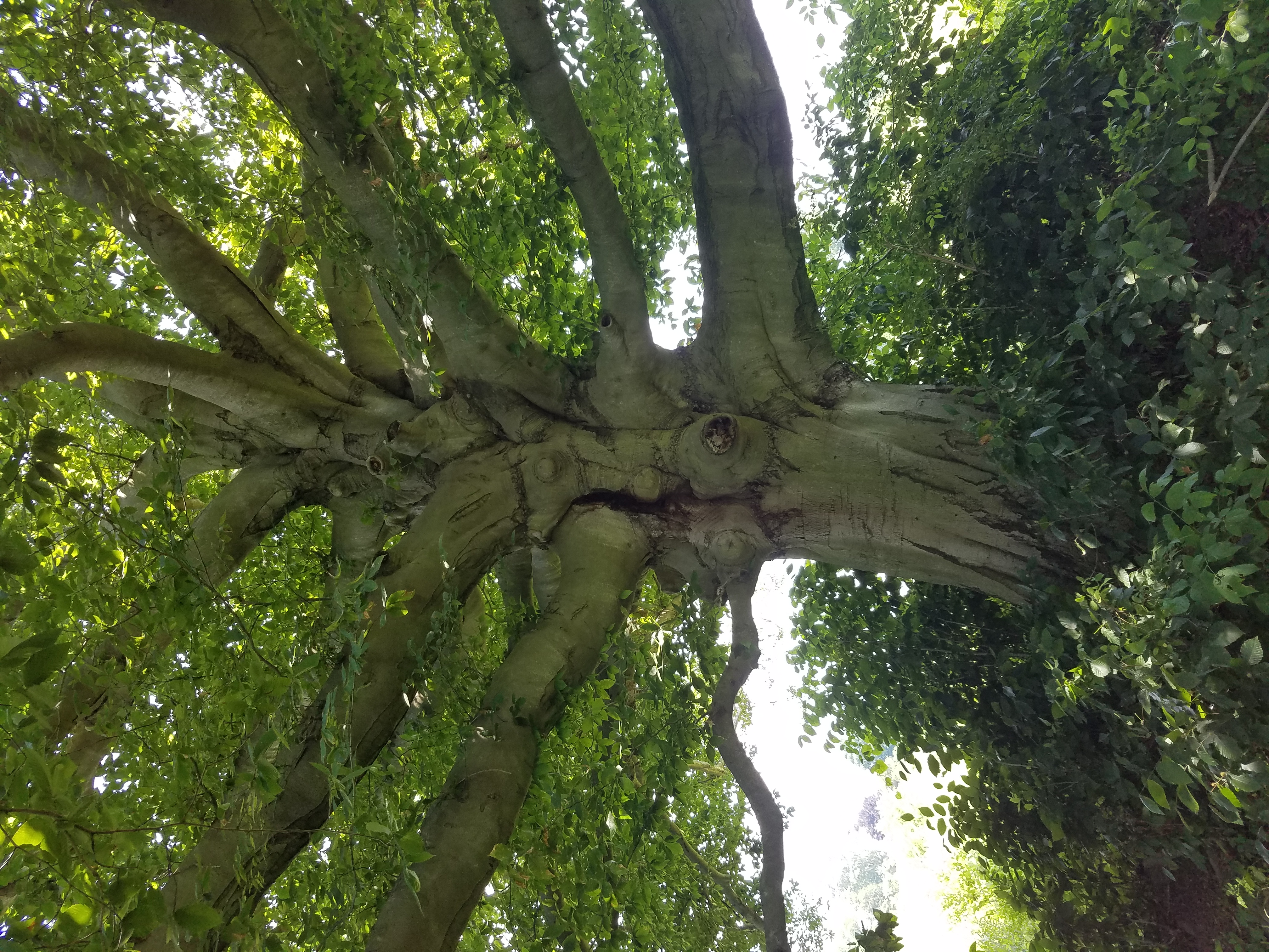 Clearing with a Tree